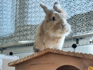 Langhaariges Kaninchen auf einem Holzhäuschen im Innengehege sitzend.
