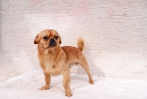 Ein kleiner hellbrauner Mischlingshund vor weißem Hintergrund stehend, die gerade gerichteten Vorderbeine gut sichtbar.