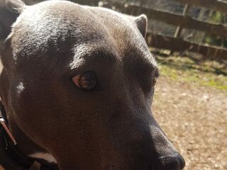 Seitliches Portraitbild eines grau-braunen Hundes.