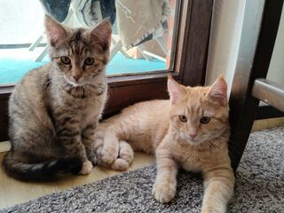 Zwei junge Katzen, drinnen auf Teppich- und Holzboden vor einer Balkontür sitzend.