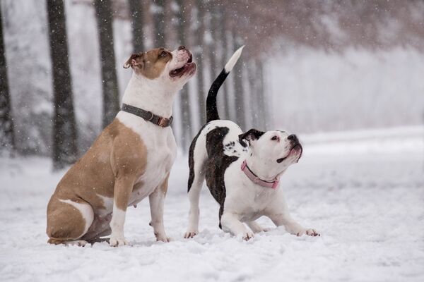 Zwei Boxer spielen im Schnee.