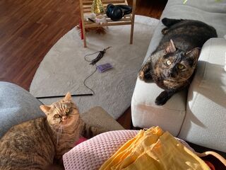 Zwei Katzen liegen auf heller Couch und Sessel.
