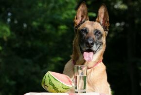 Hund sitzt vor Tisch mit Wassermelone darauf