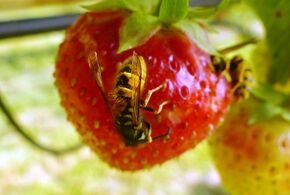 Wespe auf Erdbeere
