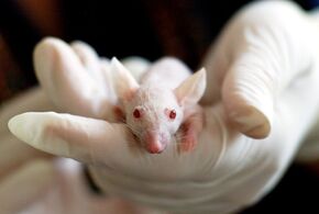 Mäuse werden häufig in Tierversuchen eingesetzt