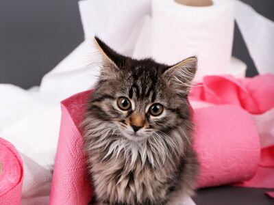 Ein junges, grau-getigertes Kätzchen sitzt vor rosa und weißen Klopapierrollen, die teils abewickelt sind.