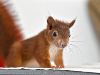 Ein Eichhörnchenkind mit rötlichem Fell.