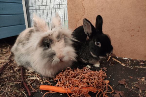 Ein weißes, langhaariges und ein schwarzes Kaninchen sitzen nebeneinander, davor liegt eine geschälte Möhre.
