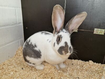 Ein grau-weißes Kaninchen mi großen Ohren sitzt auf hellem Einstreu vor einer dunklen Holzwand.