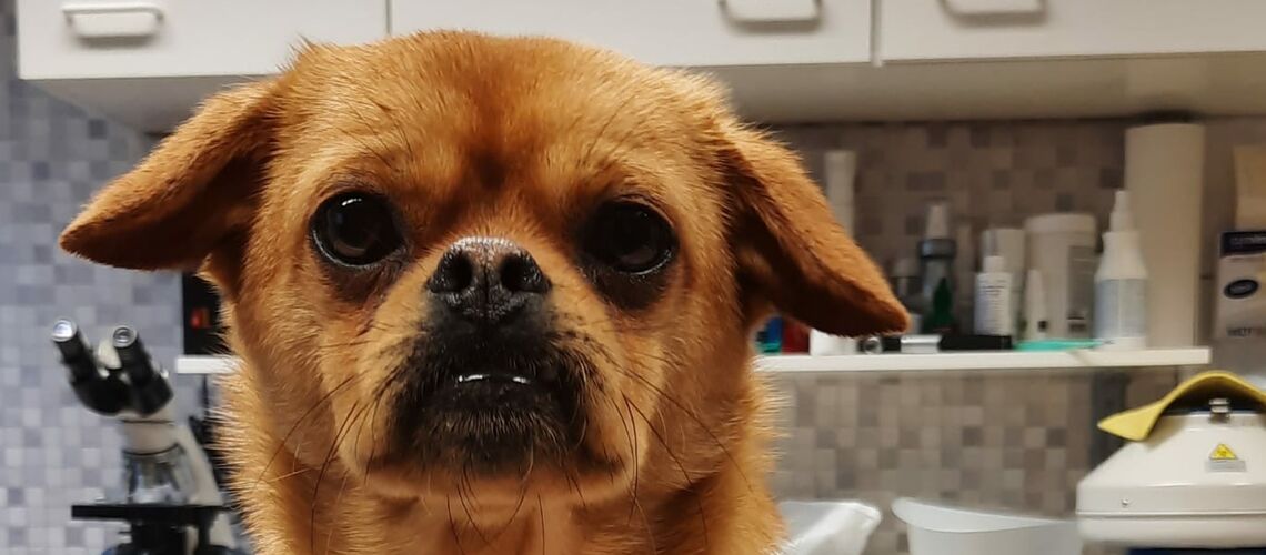 Ein kleiner brauner Hund mit gekrümmten Vorderbeinen sitzt auf dem Behandlungstisch einer Tierarztpraxis.
