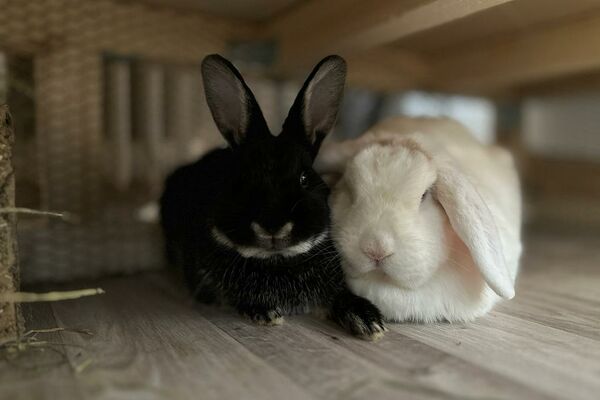 Ein schwarzes und ein weißes Kaninchen hocken aneinander gekuschelt auf dem hellen Holzboden eines Geheges.