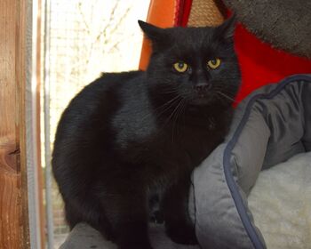 Eine schwarze Katze vor rotem Hintergrund, an ein graues kuscheliges Körbchen gelehnt.