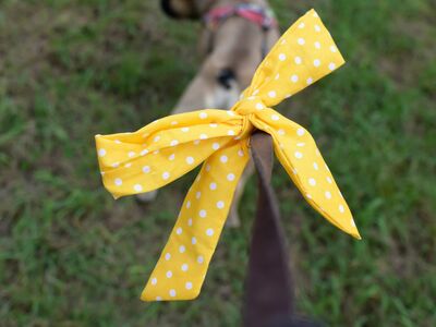 Großaufnahme eines gelben Schleifenbandes mit weißen Punkten an einer Hundeleine. Im Vordergrund verschwommen sichtbar ist ein Hund.