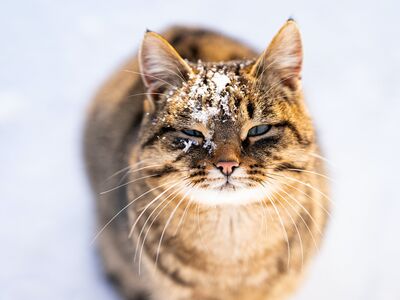 Portrait einer getigerten Katze mir Schnee auf dem Köpfchen.