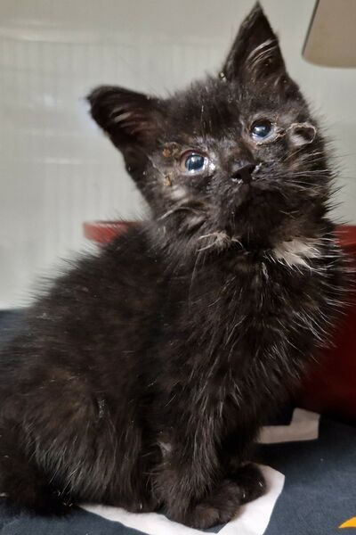 Schwarzes Kitten mit verletzten Augen.