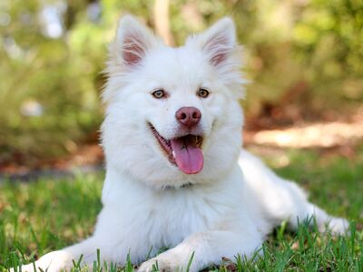 Ein weißer Hund liegt im Gras