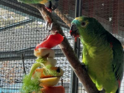 Zwei Papageien in der Voliere knabbern an einem Obst-Gemüsespieß.