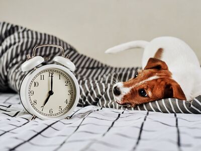 Ein Jack-Russel-Terrier leigt auf schwarz-weiß gemusterter Bettwäsche und schaut auf einen weißen Ohrenwecker.