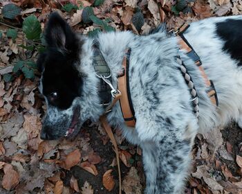 Ein schwarz-weißer Hund liegt auf der Seite im Herbstlaub.