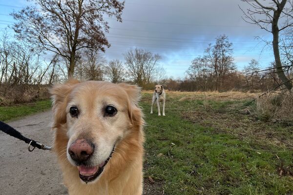 Der Kopf eines Golden Retrievers. Der Hund läuft auf einem Feldweg, am Rand Gras und Sträucher. Im Hintergrund klein sichtbar, ein weiterer hellbrauner Hund.