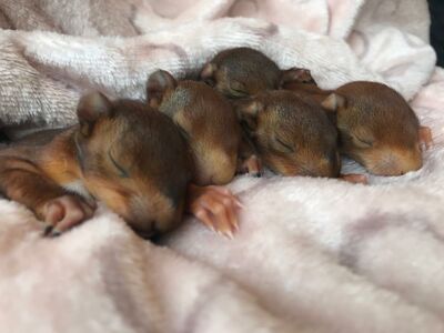 Fünf junge Eichhörnchen liegen schlafend und aneinander gekuschelt in einer Decke.