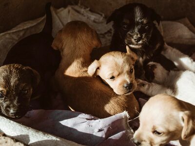 Mehrere verschiedenfarbige Hundewelpen sitzen und liegen in einem mit Stoff ausgelegten Behälter.