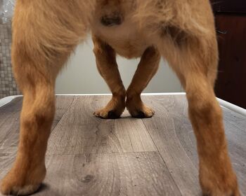 Die Beine eines braunen Hundes von hinten fotografiert mit deutlicher Sicht auf die fehlgestellten Vorderbeine.