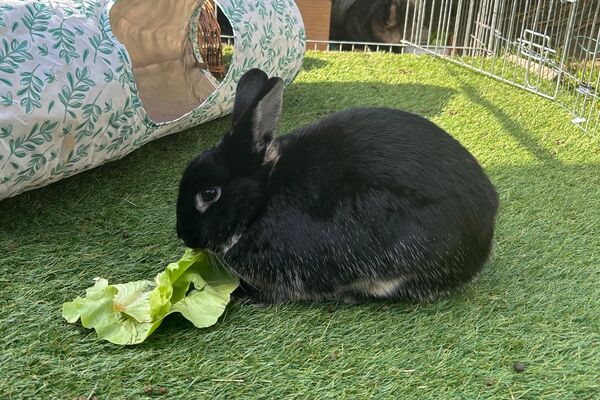 Ein schwarzes Kaninchen sitzt in eine mit Kunstrasen ausgelegten Gehege und knabbert an einem Blatt Kopfsalat.