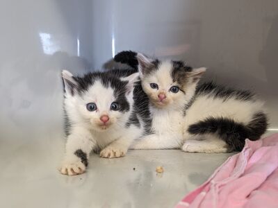Zwei schwarz-weiße Kitten mit blauen Augen im Tierheim.