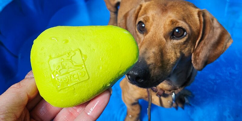 Ein Dackel steht in einem Hundepool und bekommt einen gelben Schwimmstein hingehalten.