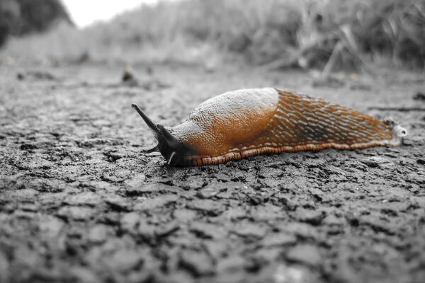 Eine braune Nacktschnecke auf Asphalt-Untergrund.