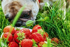 Hund schnüffelt an Erdbeeren