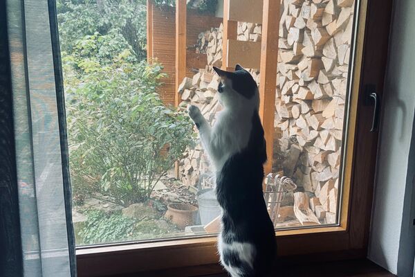 Noah schaut neugierig aus dem Fenster