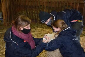 Ein Schaf wird durch unsere Pflegerinnen entwurmt