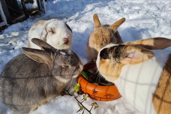 Tara mit ihrer Kaninchen-Crew