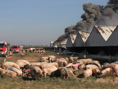 Zehntausende Tiere starben beim Brand der Schweinemastanlage