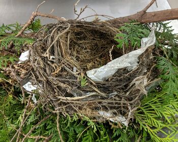 Das leere Nest aus getrocknetem Material und ein Stück grüner Hecke