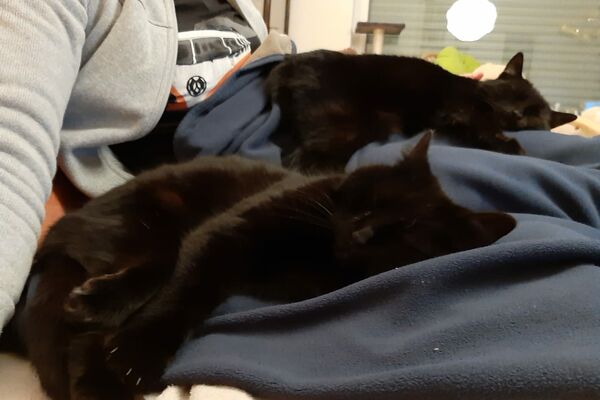 Zwei schlafende schwarze Katzen auf einer blauen Decke.