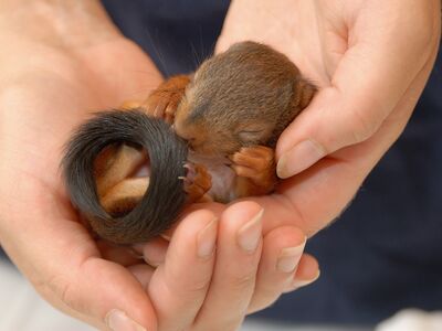 Ein Eichhörnchenbaby liegt zusammengerollt in den Händen einer Tierpflegerin.