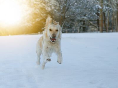 Ein hellbeiger, größerer Hund rennt mit fliegenden Ohren durch den Schnee, im Hintergrund scheint helles Sonnenlicht durch Baumkronen.