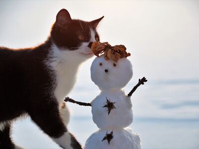 Eine schwarz-weiße Katze schnuppert an vertrockneten Blättern, die auf dem Kopf eines kleinen Schneemannes liegen.