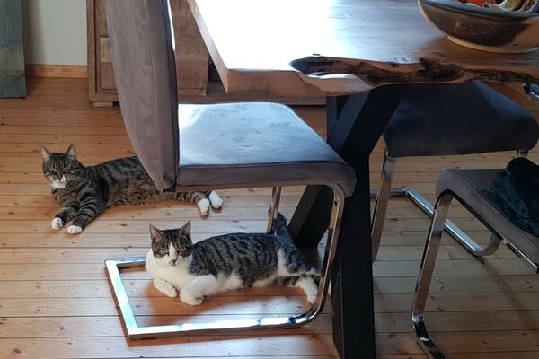 Zwei weiß-graugetigerte Katzen liegen auf einem Holzfußboden unter einem Küchentisch und -stuhl.
