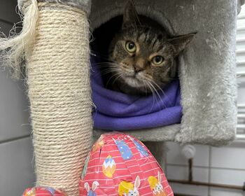 Eine Katze schaut aus ihrer grauen Katzenhöhle heraus. Davor liegen kleine und große bunt verpackte Schokoeier.