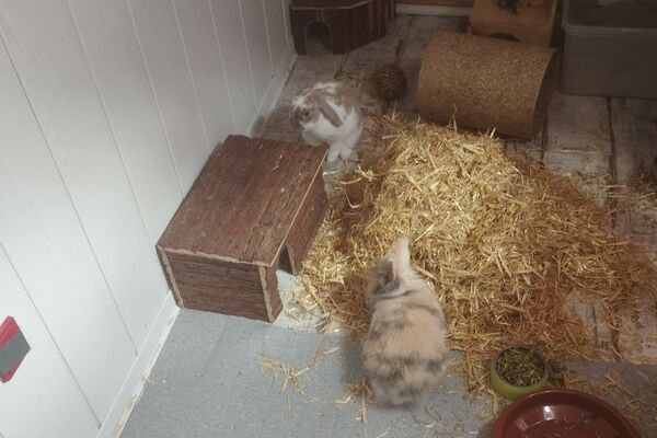 Zwei mehrfarbige Kaninchen sitzen friedlich in einem Innengehege, mit Spiel- und Versteckmöglichkeiten und einem kl. Haufen Stroh.