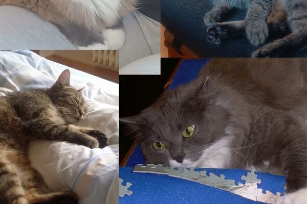 Fotokollage mit vier Bildern von Katzen.