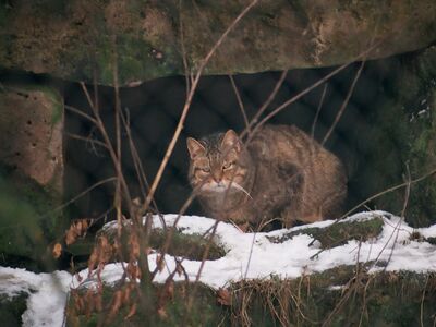 Eine grau-braune Wildkatze mit deutlich breitem Kopf sitzt unter einem Mauervorsprung der teils mit Schnee bedeckt ist.