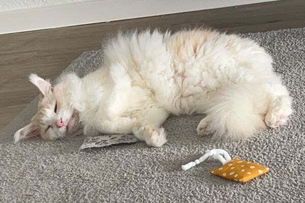 Ein weißer, langhaariger Kater liegt entspannt auf einem hellen Teppich, daneben ein Katzenspielzeug.