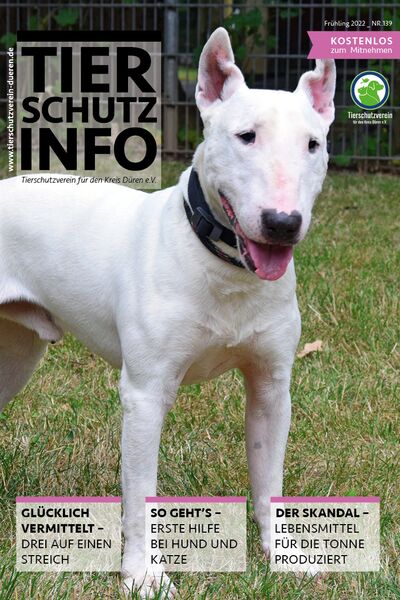 Das Titelbild des Vereinsmagazins, zeigt einen weißen Bullterrier-Hund auf einer Grasfläche stehend.