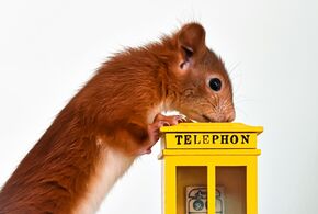 Eichhörnchen lehnt auf Spielzeug-Telefonzelle