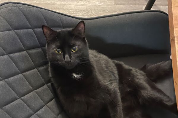 Eine schwarze Katze liegt in einem grauen Esstisch-Stuhl.